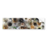 sticker cats bumper stickers