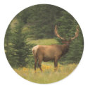 sticker - Elk by HigherMammal sticker - Elk