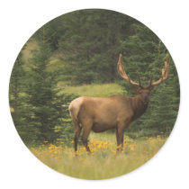 sticker - Elk