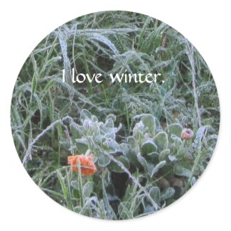 Sticker: Frost-Kissed Calendula Flower Classic Round Sticker