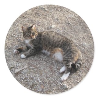Sticker: Tabby Cat Resting Classic Round Sticker
