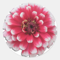 Stickers - BiColor Zinnia stickers