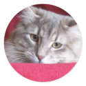 stickers of Raisin by KatAnnette stickers of Raisin