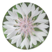 Stickers - White/Pink Bachelor's Buttons