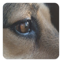 Stickers with Dog's Eye