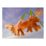 Sticky Monkey Flower Photo Print posters