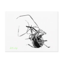 Still a Life postcards