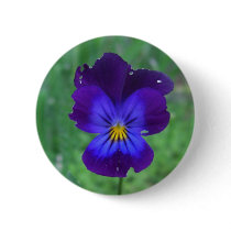 Still Alive Pansy Buttons