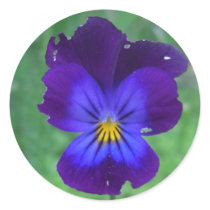 Still Alive Pansy Stickers