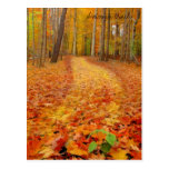 Still green, Autumn trails postcards