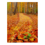 Still green,postcards postcards
