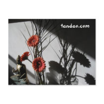 Still Life Shadow postcards by tandao Still Life Shadow postcards