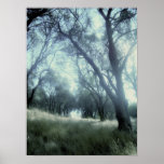 Still Woods posters