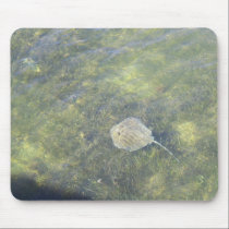 Sting Ray in the Keys mousepads
