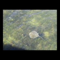 Sting Ray in the Keys posters