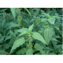 Stinging Nettles photo sculptures