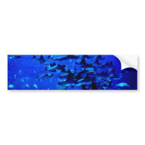 Stingray bumper sticker bumper stickers
