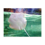 Stingray 'Face', Dubai Post Card