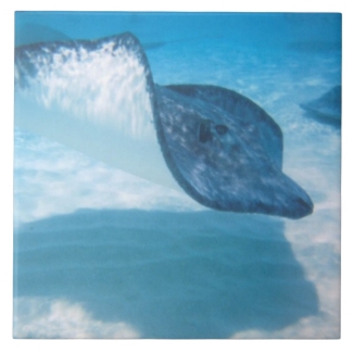 Stingray in the Caribbean