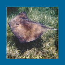 StingRay Magnet