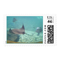 Stingray Postage Stamp