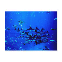 Stingray postcard by skphotos Stingray postcard