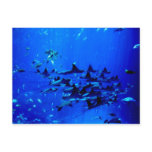 Stingray postcard