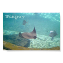 Stingray posters
