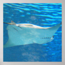 Stingray Swimming Poster