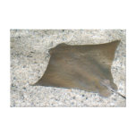 stingray underwater canvas prints