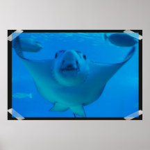 Stingray Underwater Poster