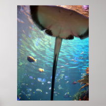 Stingray up close posters