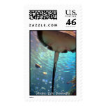 Stingray upclose postage