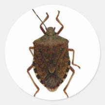 Stink Bug Round Stickers