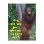 Stink Eye Animals Showing Emotions Postcards