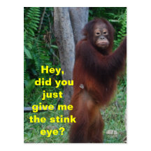 Stink Eye Animals Showing Emotions Postcards