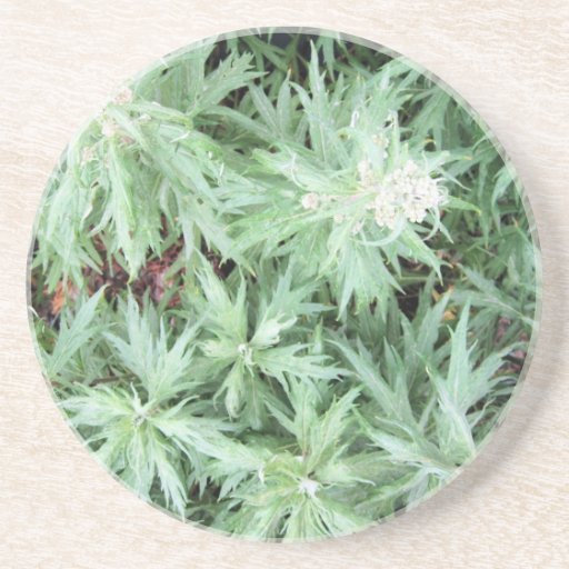 stink weed (2) beverage coasters