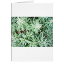 stink weed card