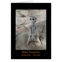 Stinker - Legends Card by fkmp_store Stinker - Legends Card