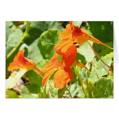 Stinson Nasturtiums Cards by lmitic