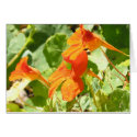 Stinson Nasturtiums cards