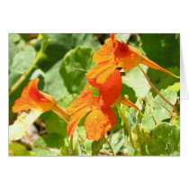 Stinson Nasturtiums cards by lmitic Stinson Nasturtiums cards