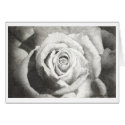 Stippled Rose Card