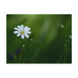 Stitchwort Postcard