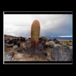 Stockton Hill Rd. Heading To Dolan Springs- postcards