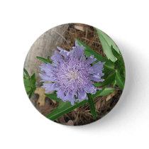 Stokes Aster, Stokesia laevis buttons