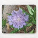 Stokes Aster, Stokesia laevis