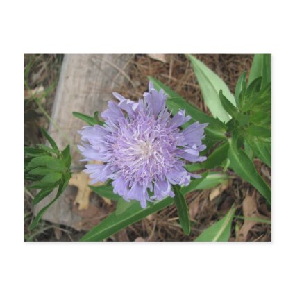 Stokes Aster, Stokesia laevis postcard