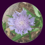 Stokes Aster, Stokesia laevis stickers