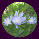 Stokesia, Stokes Aster stickers